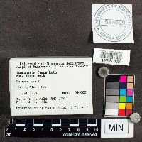 Stemonitis fusca image