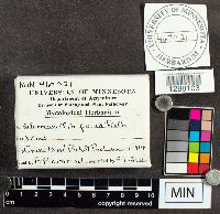 Stemonitis fusca image