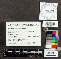 Stemonitis fusca image