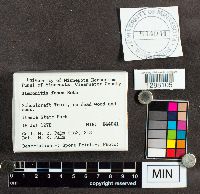 Stemonitis fusca image