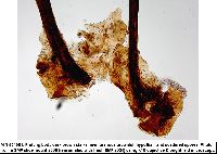 Stemonitis fusca image