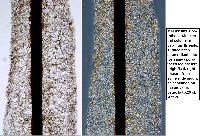 Stemonitis fusca image