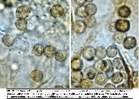 Stemonitis fusca image