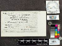 Stemonitis fusca image