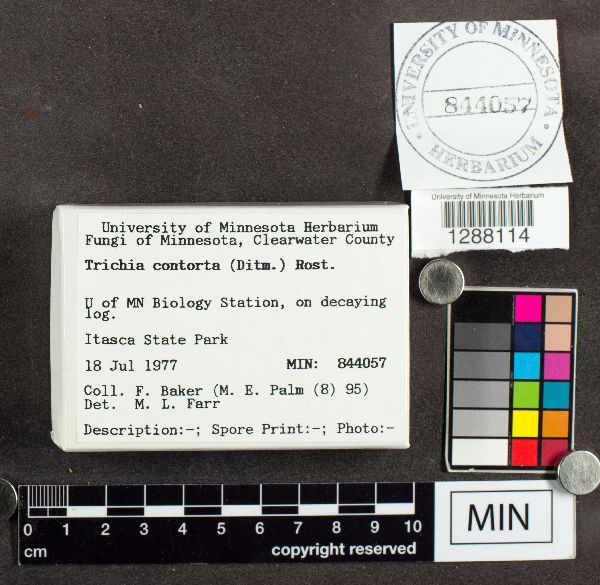 Trichia contorta image