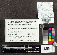 Media resource of Trichia contorta