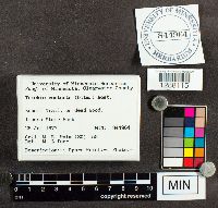 Trichia contorta image