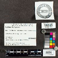 Tubifera ferruginosa image