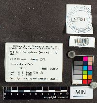 Tubifera ferruginosa image