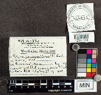 Tubifera ferruginosa image