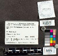 Tubifera ferruginosa image