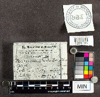 Plasmopara viticola image