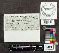 Media resource of Cystospora batatas