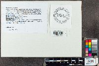 Ganoderma tsugae image