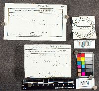 Tulostoma brumale image