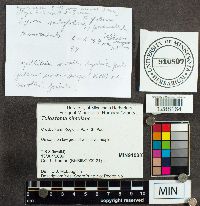 Tulostoma simulans image