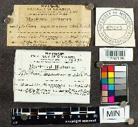 Tulostoma brumale image