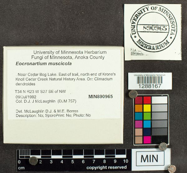 Eocronartium muscicola image