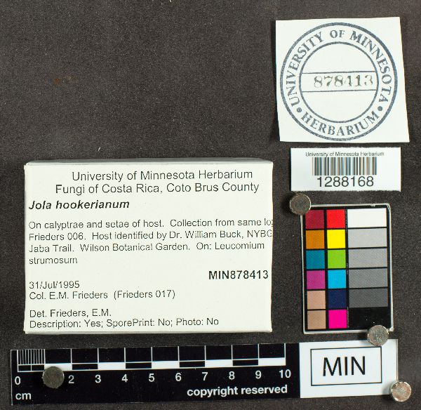 Jola hookerianum image