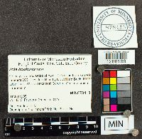 Media resource of Jola hookerianum