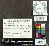 Media resource of Jola javensis