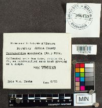 Eocronartium muscicola image