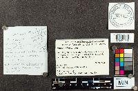 Jola hookerianum image