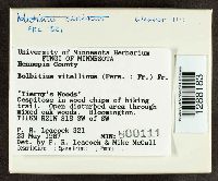 Bolbitius vitellinus image