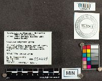 Rhodocollybia butyracea image