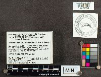 Media resource of Tricholoma terreum