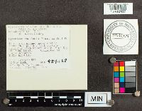 Gyromitra esculenta image