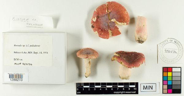 Russula image