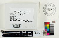 Baeospora myosura image