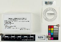 Cortinarius distans image