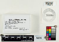 Leotia lubrica image