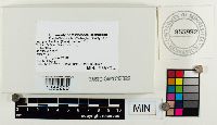 Inocybe lilacina image