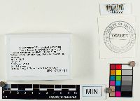 Humaria hemisphaerica image