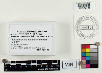 Boletus subtomentosus image