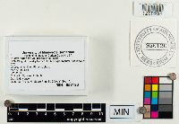 Suillus americanus image