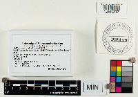 Suillus luteus image