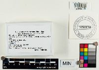 Pholiota howeana image