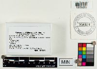 Thumbnail image of current specimen
