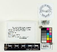 Cystodermella granulosa image