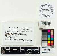 Suillus grevillei image