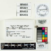 Pholiota howeana image