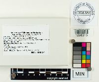 Laccaria longipes image