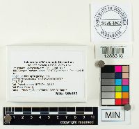 Lacrymaria lacrymabunda image