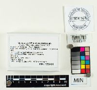 Suillus grevillei image