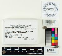 Laccaria bicolor image