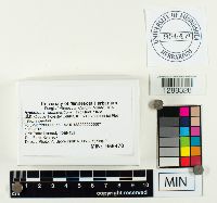 Hypholoma lateritium image